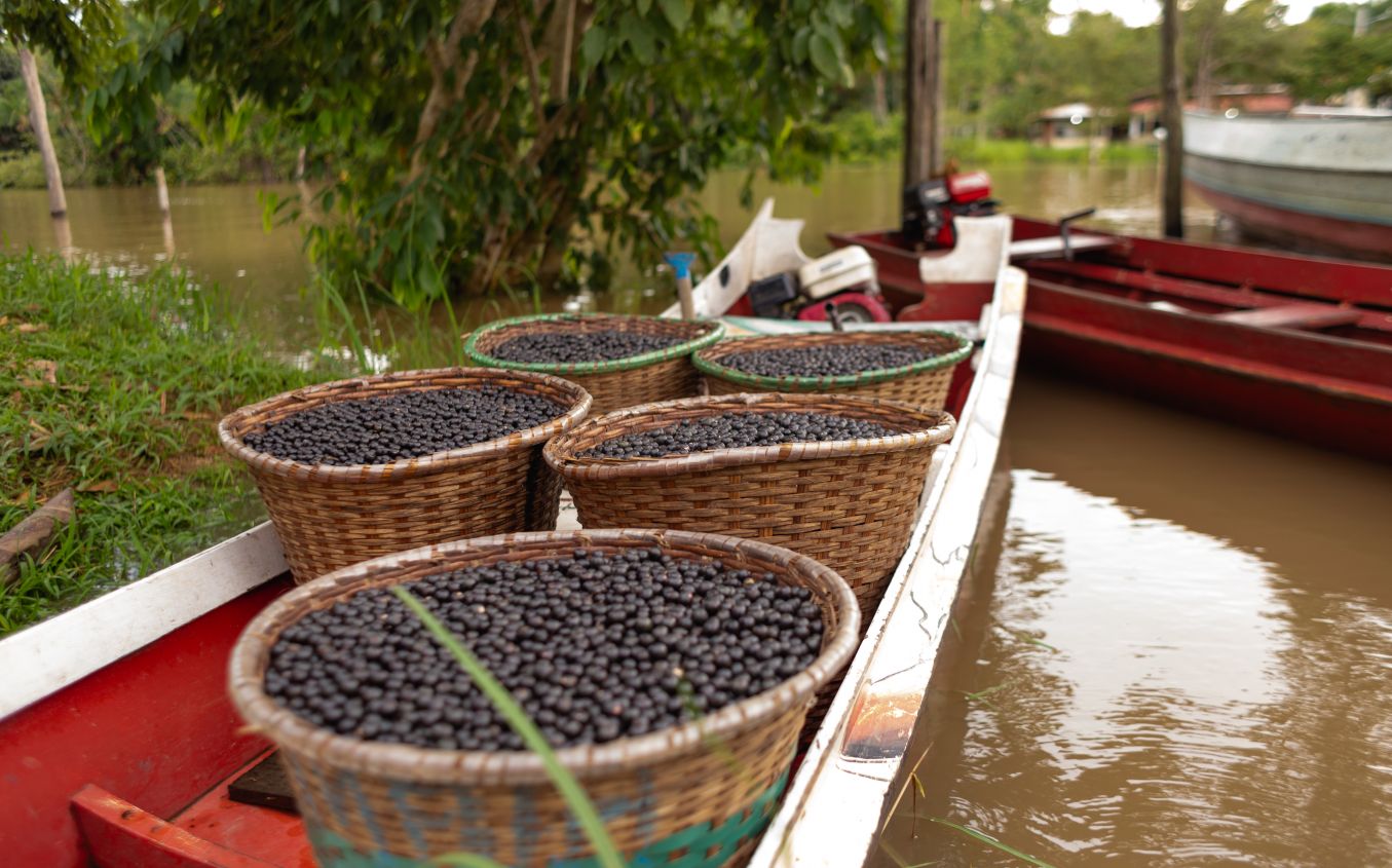 Diversas cestas cheias da fruta açaí