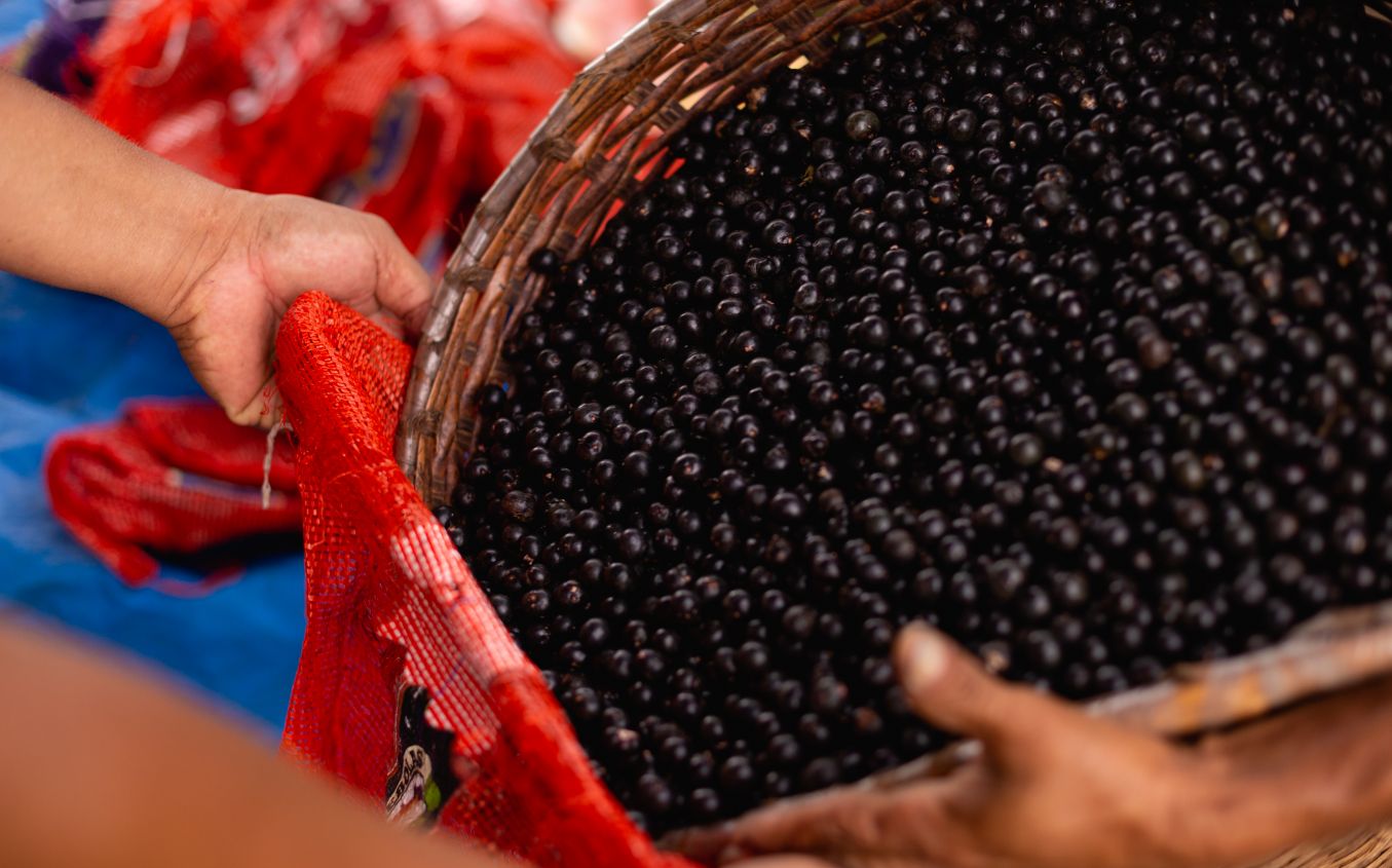 Diversas cestas cheias da fruta açaí