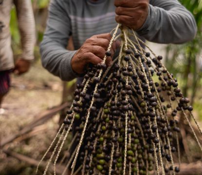 Como aproveitar o valor dos serviços ecossistêmicos na bioeconomia?